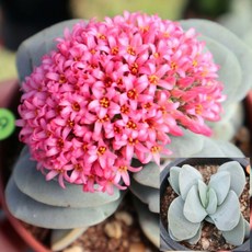 로나가든 꽃피는 원종모건뷰티 반려식물 미니다육이 다육이 나비선인장, 원종모건뷰티(소)