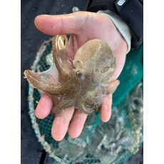 국내산 쭈꾸미생물 1kg 7-15미내외, 1kg x 1박스, 1