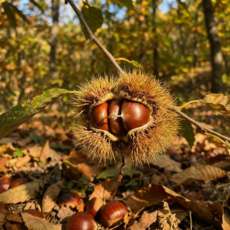 [다정한과일] 굿뜨래 인증 프리미엄 부여 햇밤, 1개, 2kg