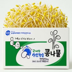 [ 평점 4.8이상 무농약 인증] 생산 콩나물 국산콩 산소 콩나물, 1kg, 1박스