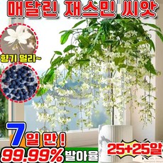 빠른 배송 100/200 행인 자스민 쟈스민 꽃나무 향기로운 재스민 강렬한 향의 매달린 재스민 씨앗 초높은 발아율 향기가 멀리 재스민 사은품 랜덤 증정, 50개
