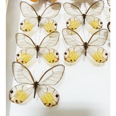 蝴蝶標本A1 黃紋透翅蝶 展翅6-7CM 秘魯產 昆蟲標本收藏 自然裝飾, 未展翅乾貨