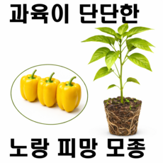 과육이 달달한 노란 노랑 피망 모종, 6개