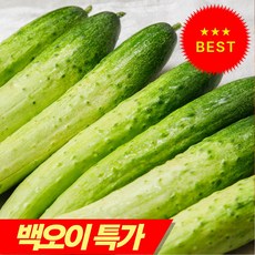 [단하루 초특가] 백다다기 백오이 국내산 오이, 1세트, 국내산 오이-(2kg)