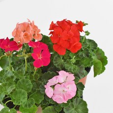 마이플랜트 제라늄 식물 모종 소품, 빨강, 1개