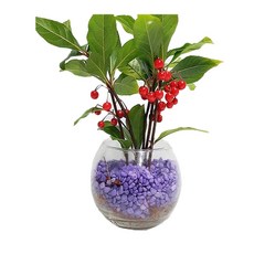 트리앤 단지 천냥금 유리병 수경식물 공기정화식물 칼라스톤 미세먼지제거식물, 01.단지 천냥금(보라), 1개