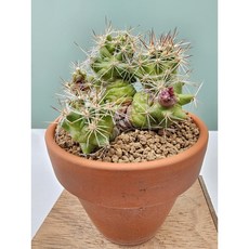 보카사나 몬스터+독일토분포함 동일품-251218 코덱스 아프리카식물 멸종위기 희귀선인장 3195 플랜테리어