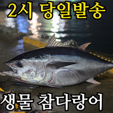 당일바리 생물 참다랑어 급냉 참다랑어, 1개, 급냉 손질 참다랑어 1미(원물4kg)