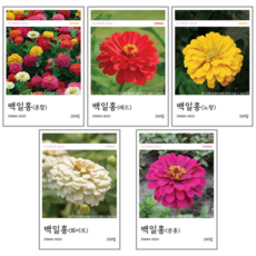 새싹바라기 백일홍 씨앗 5종 혼합세트, 5개
