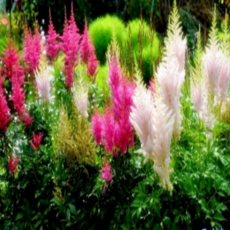 아스틸베(서양노루오줌) 혼합색 씨앗, 1개, 소포장 50립