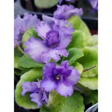 미니바이올렛 키튼가부들 8센티 /엠제이정원, 1개