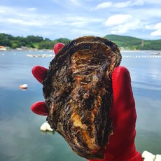 둥이네수산 통영 프리미엄 특상품 선별 삼배체굴 대왕석화, 1kg, 1개