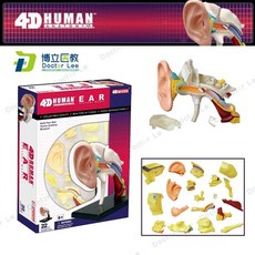 달팽이관 이비인후과 해부학 실습 모형, B형 4D 조립 귀, 1개