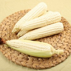 찰옥수수 산지 강원도 정선 영월에서 키운 미백 햇 찰옥수수, 10개, 2kg 내외