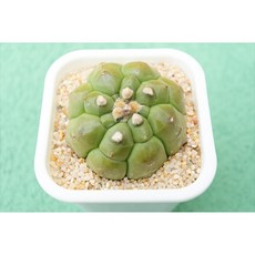뿔귀갑투구 동일품-260601 아프리카식물 코덱스 멸종위기 희귀선인장