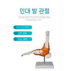 3B 무릎 모형 A82 기능성 관절 뼈 인대 해부학 모델 인체 교육모형, 3. 인대각관절