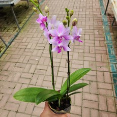 비바체 호접란 호접난 서양란 서양난 선물 난초 키우기쉬운식물 디디플랜트