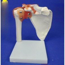 무릎 모델 모형 인체 관절 발 손 뼈 골격 구조, 어깨 관절