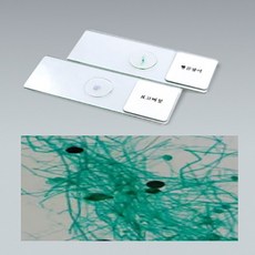 짚신벌레 해캄 (영구표본 프레파라트) MST-6191