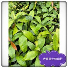 大果馬士特山竹實生苗 家庭種植山竹苗, 1個, 30-40公分