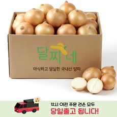 [타임특가] 달찌네 국내산 특품 햇 양파, 1개, 5kg