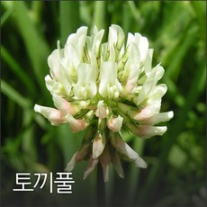 코리아팜 화이트크로바 50g, 1개