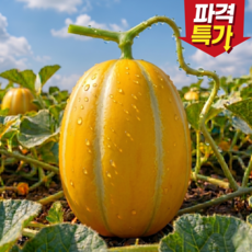 [한정수량초특가] 당도선별 성주 꿀 참외 가정용, 1박스, 5kg