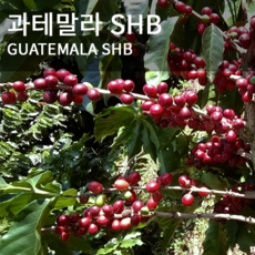 엘스커피 원두커피 과테말라 SHB 200g, 모카포트