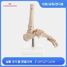 척추 모형 추간판 교육용 탈출증 무릎 어깨 손 발 골격 모델 척추병원, 9. 자연 발 관절