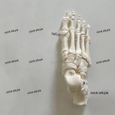 3B 발목관절모형 족부 모형 발목관절 해부모형 발뼈, 2. 발골우