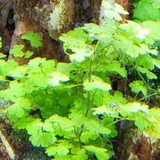 ( 수초하이) 노치도매 13촉 (3~5잎) 대표적인 전경수초