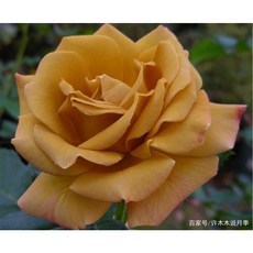 【復古色系】甜蜜第戎 7-8吋盆 大輪強香 適合新手, 1個
