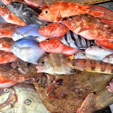 자연산 생선 매운탕 구이 통영 잡어 3kg 10인분, 1개, 잡어생물3kg