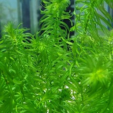 아나카리스 10촉, 1개