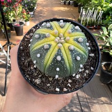 투구선인장 지름 5-6cm정도 아프리카식물 홈가드닝 공룡꽃식물원, 1개, .