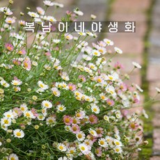 원평소국 [4개 복남이네야생화 모종 오색소국 멕시코데이지 에리게론 erigeron], 4개