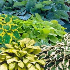 [큐가든] 호스타 숙근 유럽직수입 뿌리 구근 특선, 2.아틀란티스, 1개