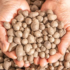 제철밥상 [혈관 청소부!] 껍질째 먹는 안동 마씨앗, 1세트, 5kg