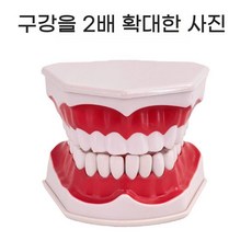 치아 모형 이 구강 교구 이빨 모형 틀니 치과 병원 연습 치아 관리 실습 인체 교육용 실습용, B. 치아 모델 (13.5 x 12 x 9cm)
