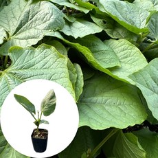 새마을총각 작두콩모종, 1개