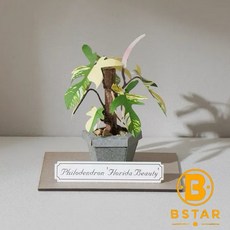 紙模型 紙植栽DIY材料包 斑葉龍爪蔓綠絨 手作擺飾 DIY, 1個