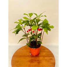 돈들어오는 천냥금 공기정화식물 음지식물 키우기쉬운 반려식물 제이팜, 1개