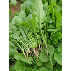 [오전수확] 국내산 열무 어린열무, 1개, 2kg