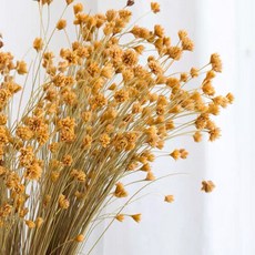 巴西進口小山花鬆球花天然永生幹花自然拍照道具插花客廳創意裝飾, 30支裝   （花頭約1厘米）