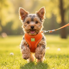 셀리스홈 강아지 하네스 리드줄 세트 소형견 하네스 강아지 목줄, 1세트, 오렌지