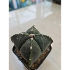 팅커벨 사각난봉옥4cm, 1개