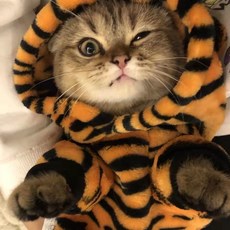 小老虎寵物衣服法蘭絨變身裝紐扣款可愛老虎寵物狗狗貓咪衣服秋冬款5HZZ, 帶帽兩腿老虎,XS(適合0.5-1公斤的小奶狗), 1個