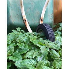 香蜂草精油花灑 轉圈設計 自家浸泡油 沐浴享受, 1個, 香蜂草浸泡油100ml