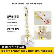 모형 교육용 모델 골반 인체 해부학 해부 신경 뼈 디스플레이, B. 45 cm 수직 대퇴골, U01KGXKS75NGSPHHSNCBD917Y6-002