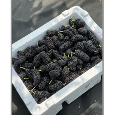 울산 무농약 고당도 슈퍼 오디, 1개, 1kg